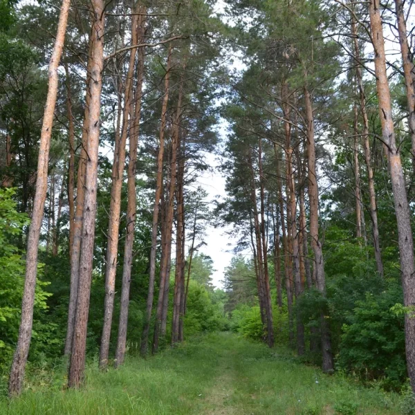 сосна